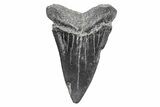 Fossil Broad-Toothed Mako Tooth - South Carolina #214626-1